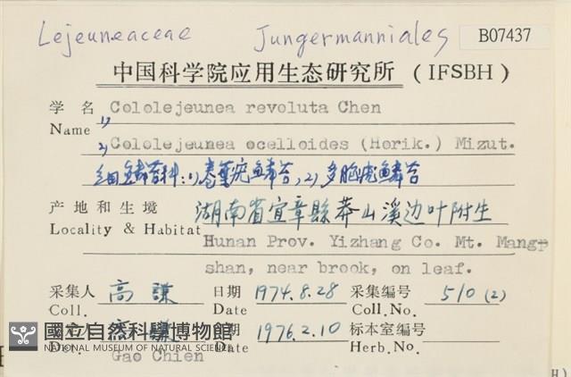 卷葉疣鱗苔藏品圖，第2張