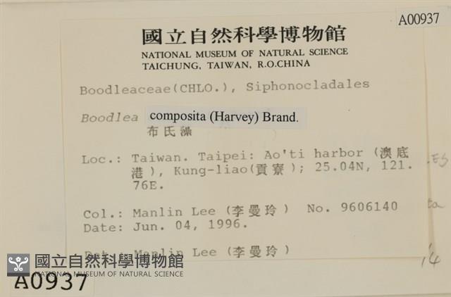 布氏藻藏品圖，第2張