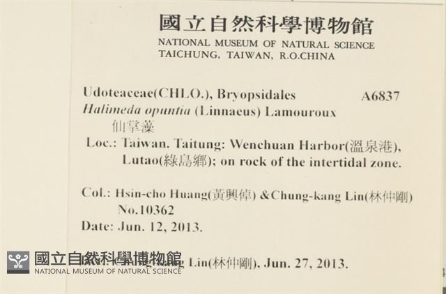 仙掌藻, 海仙人掌藏品圖，第2張