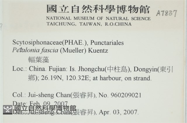 西洋葉苔藏品圖，第2張