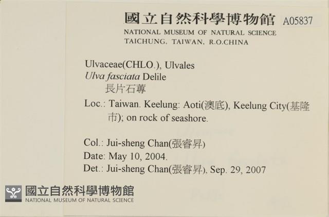 長片石蓴, 裂片石蓴藏品圖，第2張
