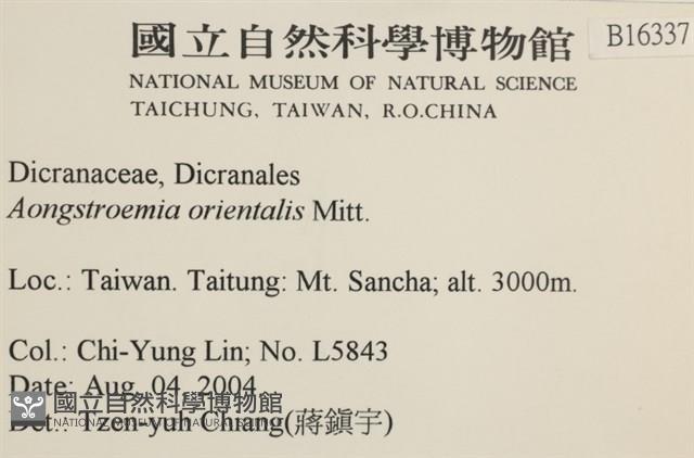 東亞昂氏蘚,東方昂氏蘚藏品圖，第2張