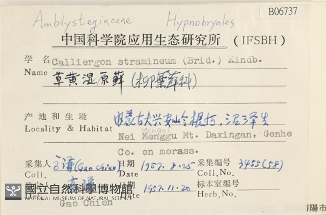 草黃濕原蘚藏品圖，第2張