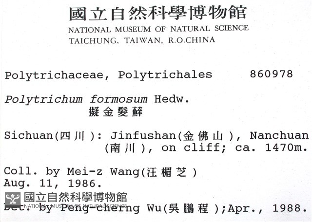 擬金髮蘚藏品圖，第2張