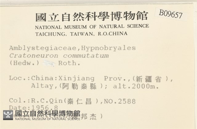 長葉牛角蘚藏品圖，第2張