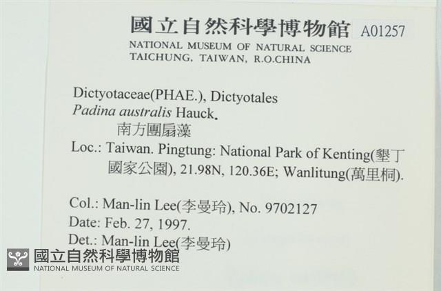 南方團扇藻藏品圖，第2張