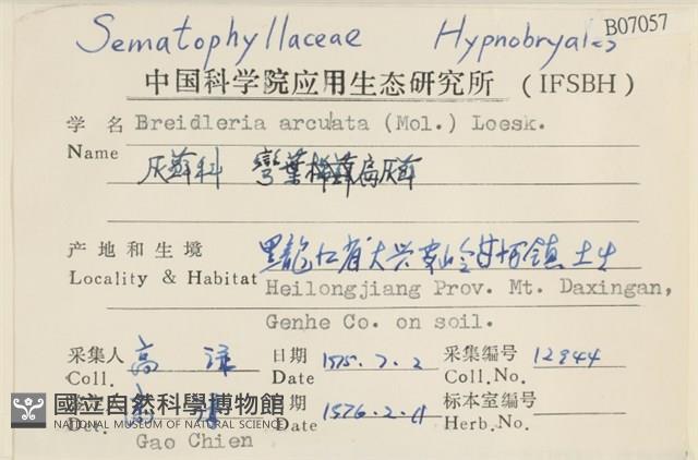 彎葉扁灰蘚藏品圖，第2張