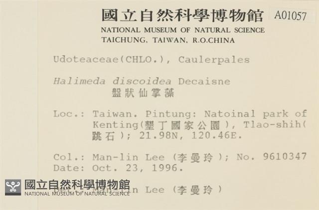 盤狀仙掌藻藏品圖，第2張