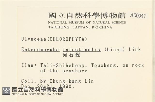 腸滸苔, 河石髮藏品圖，第2張