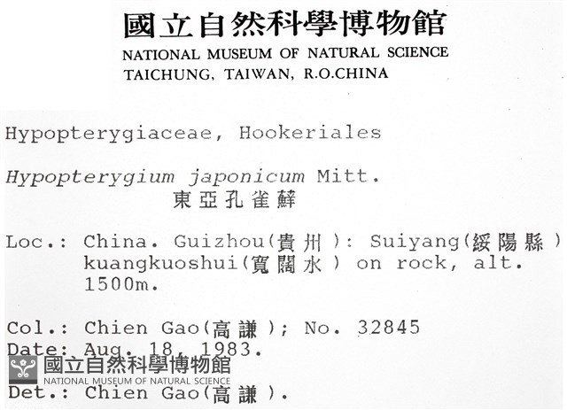 日本孔雀蘚藏品圖，第2張