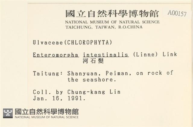 腸滸苔, 河石髮藏品圖，第2張