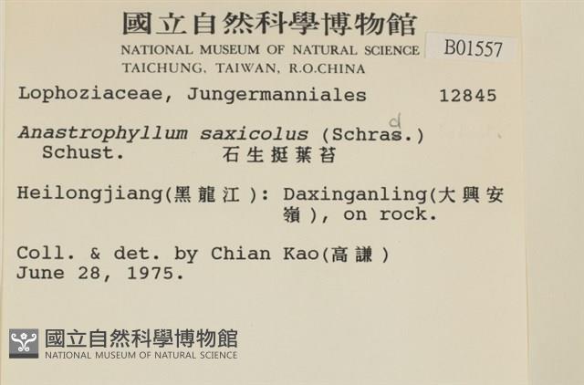 石生挺葉苔藏品圖，第2張