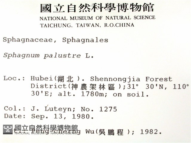 大泥炭蘚藏品圖，第2張
