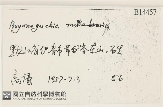 毛羽蘚藏品圖，第2張