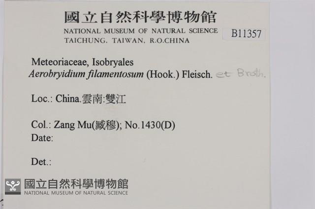 毛扭蘚藏品圖，第2張