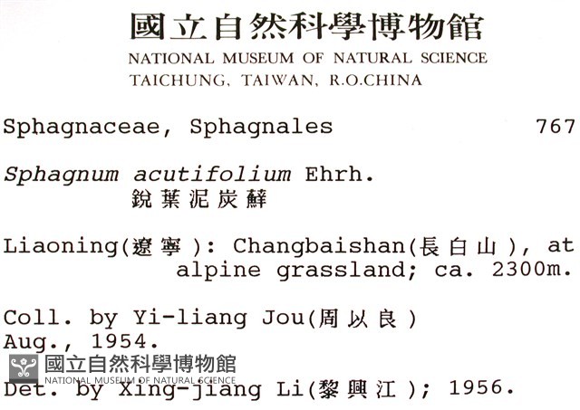 銳葉泥炭蘚藏品圖，第2張