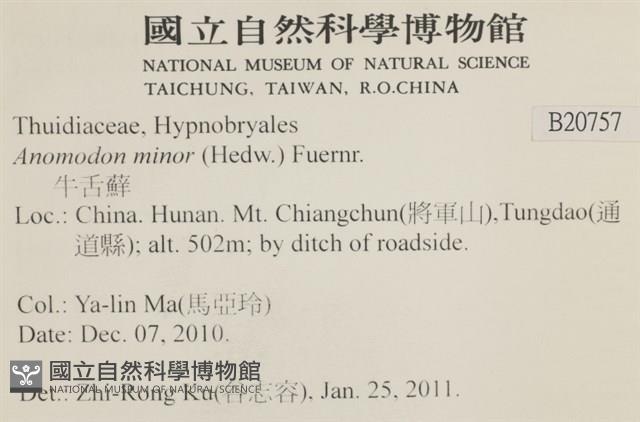 小牛舌蘚藏品圖，第2張