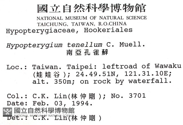 南亞孔雀蘚藏品圖，第2張