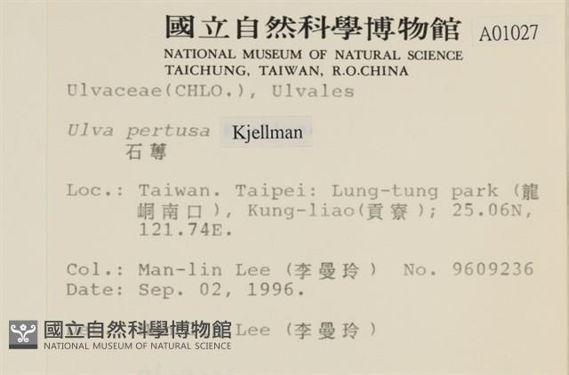 石蓴藏品圖，第2張