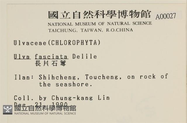 長片石蓴, 裂片石蓴藏品圖，第2張