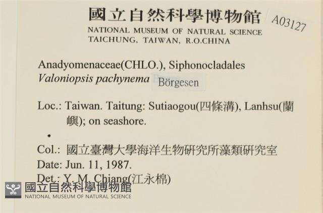 指枝藻藏品圖，第2張