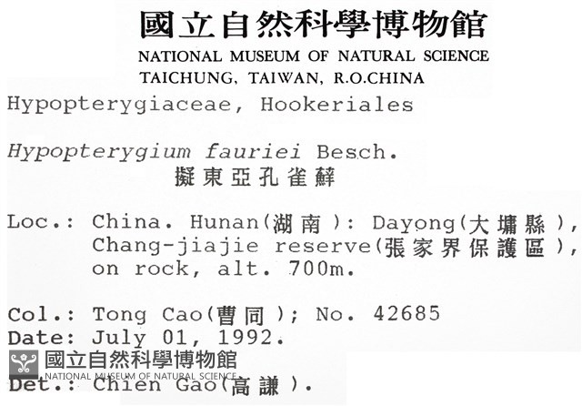 東亞孔雀蘚藏品圖，第2張