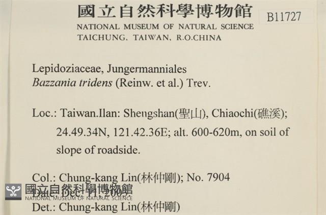 鞭苔,三裂鞭苔藏品圖，第2張