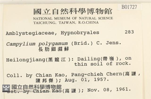 長肋細濕蘚藏品圖，第2張