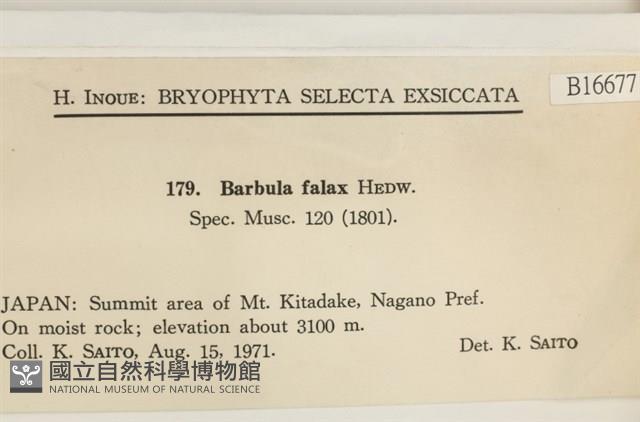 北地扭口蘚藏品圖，第2張