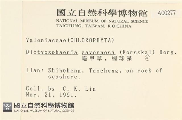 網球藻藏品圖，第2張