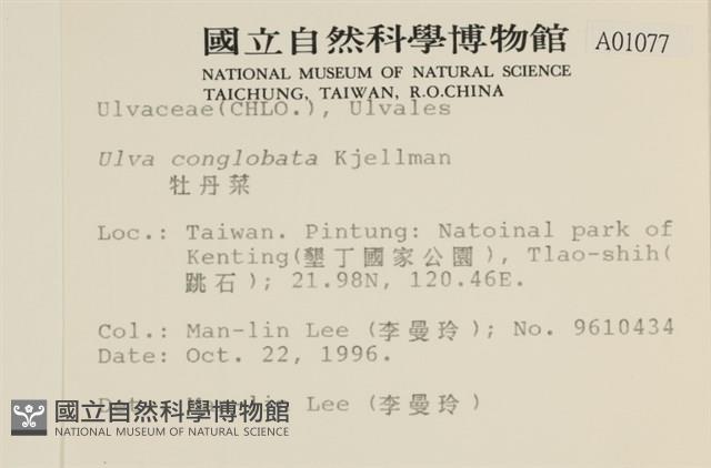 茶花石蓴, 牡丹菜藏品圖，第2張