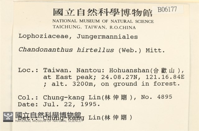 齒邊廣萼苔藏品圖，第2張