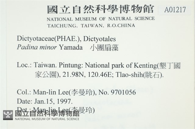 小團扇藻藏品圖，第2張