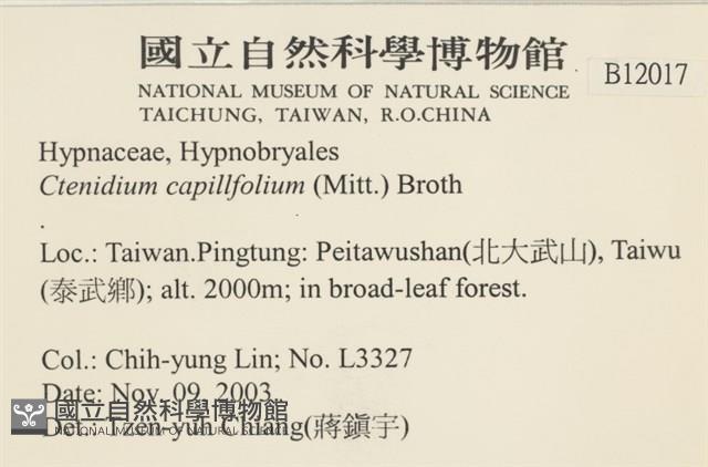 細葉櫛葉蘚, 毛葉梳蘚藏品圖，第2張