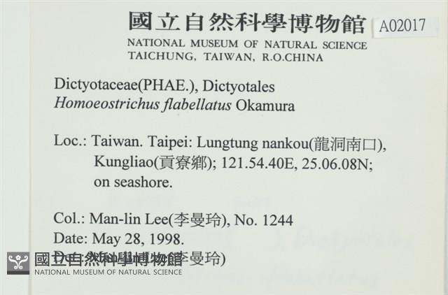 多扇藻藏品圖，第2張