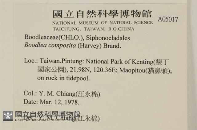 布氏藻藏品圖，第2張