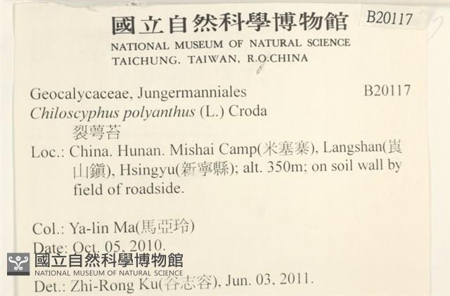 多胞裂萼苔藏品圖，第2張