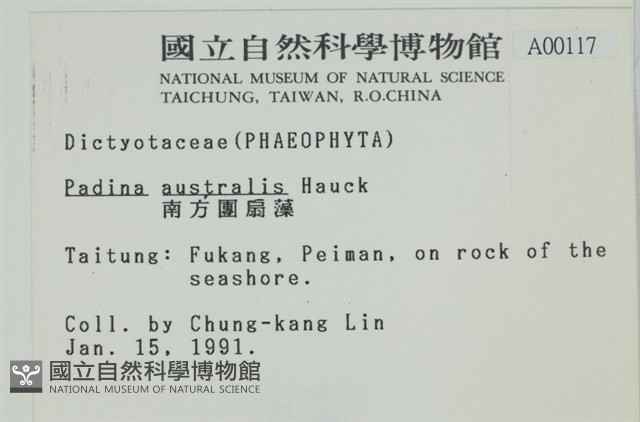南方團扇藻藏品圖，第2張