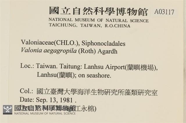 法囊藻藏品圖，第2張