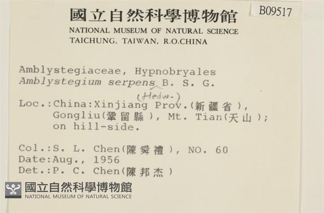 柳葉蘚藏品圖，第2張