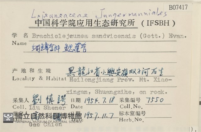 鰓葉苔藏品圖，第2張