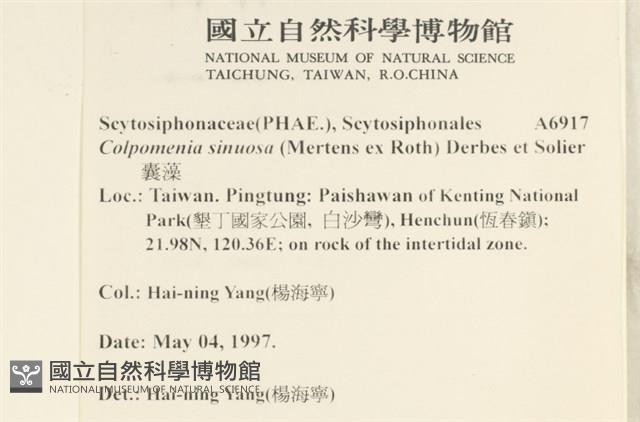 袋苔, 囊藻藏品圖，第2張