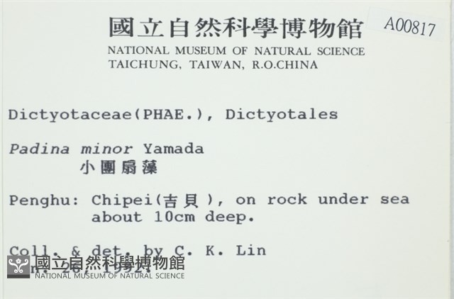 小團扇藻藏品圖，第2張