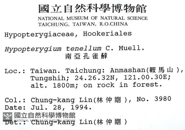 南亞孔雀蘚藏品圖，第2張