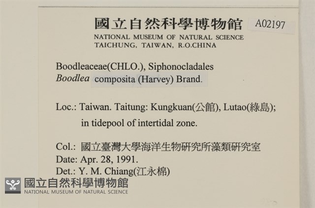 布氏藻藏品圖，第2張