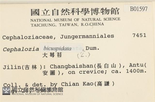 大萼苔藏品圖，第2張