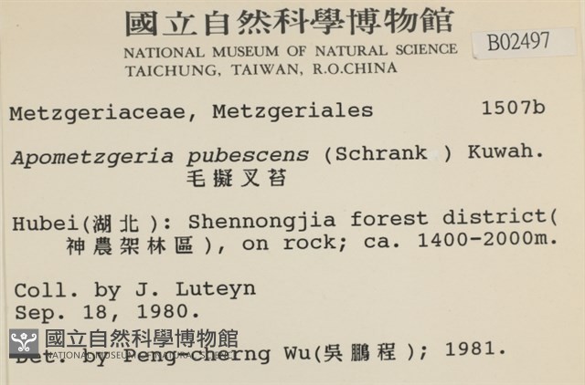 毛擬叉苔藏品圖，第2張
