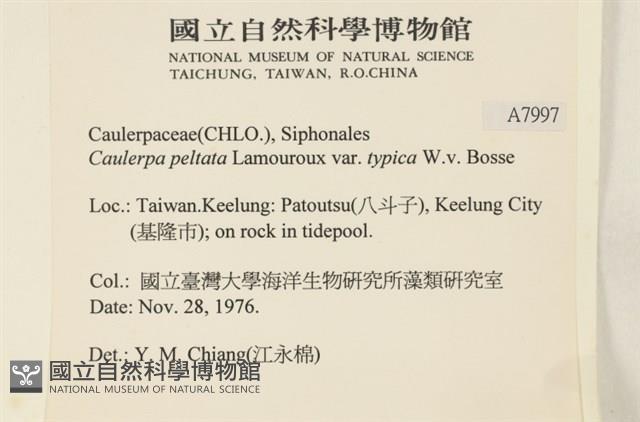 盾葉蕨藻藏品圖，第2張
