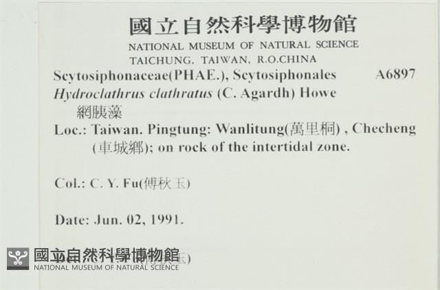 網胰藻藏品圖，第2張