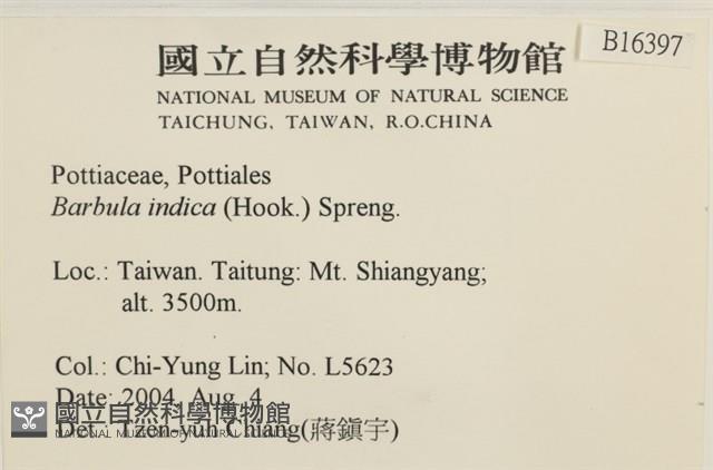 印度扭口蘚藏品圖，第2張